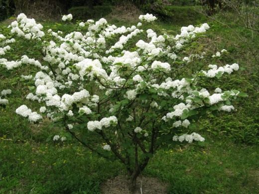 Калина (Viburnum)