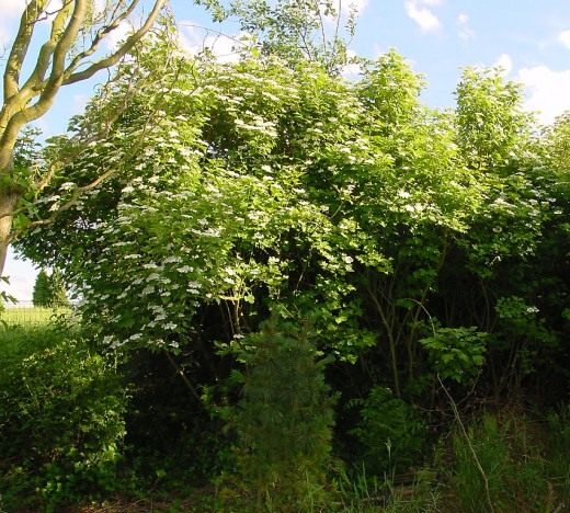 Калина (Viburnum)