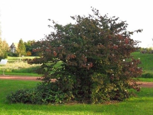 Калина (Viburnum)