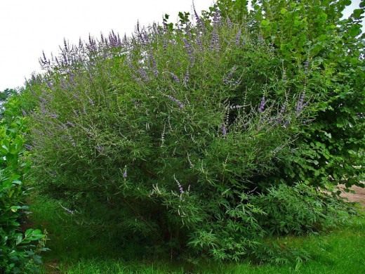 Витекс священный (Vitex)