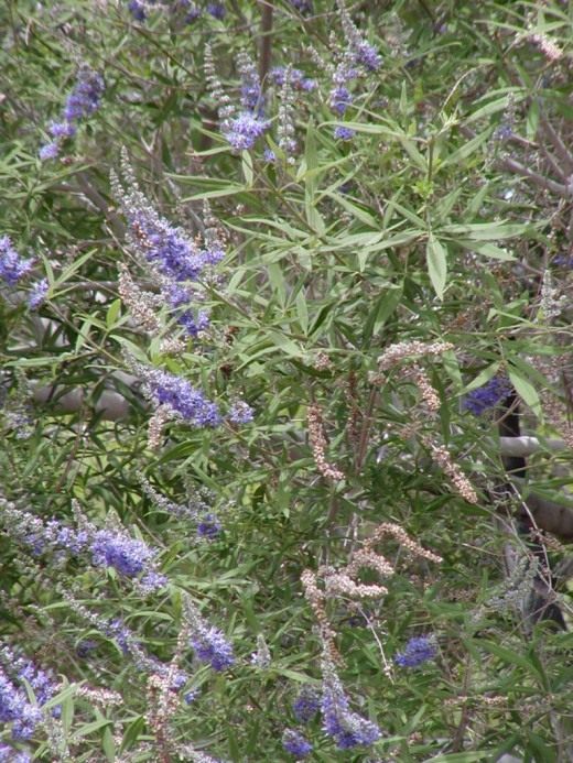 Витекс священный (Vitex)