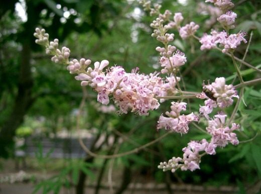 Витекс священный (Vitex)