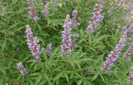 Витекс священный (Vitex)
