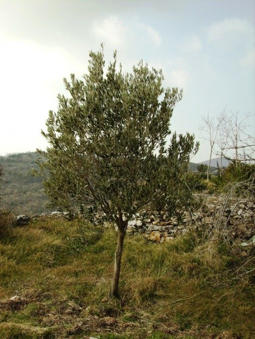 Молодое дерево оливы (Young olive tree)