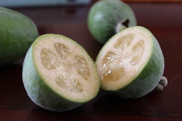 Фейхоа (Feijoa) Фейхоа (Feijoa)