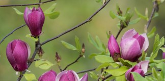 Магнолия лилиецветная (Magnolia liliiflora)
