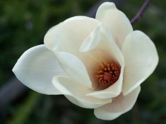 Магнолия обнаженная (Magnolia denudata)