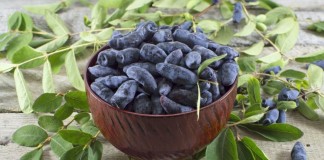 Жимолость (Lonicera)