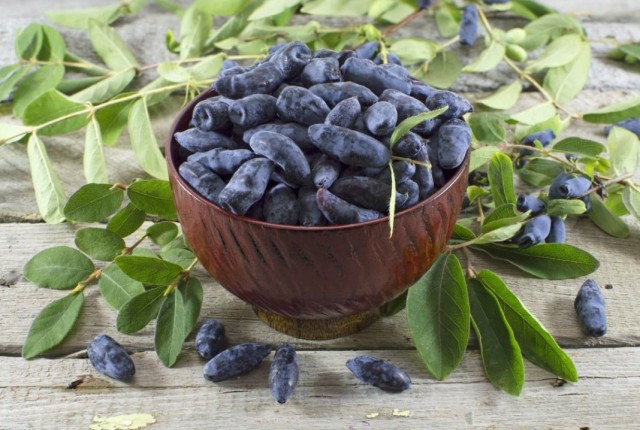 Жимолость (Lonicera) Жимолость (Lonicera)
