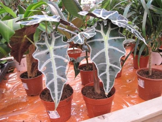 Алоказия (Alocasia)