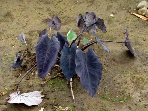 Алоказия (Alocasia)