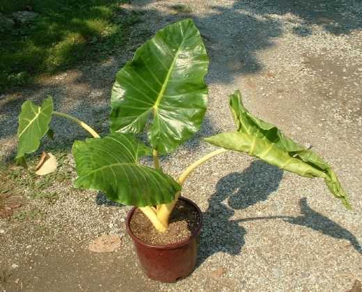 Алоказия (Alocasia)