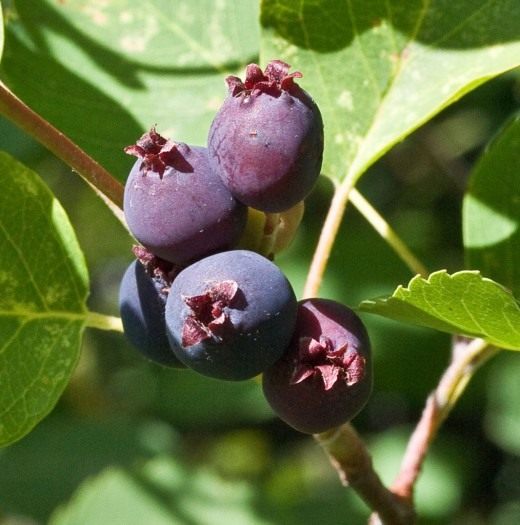 Ирга, или Амеланхиер (Amelanchier)