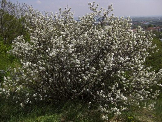 Ирга, или Амеланхиер (Amelanchier)