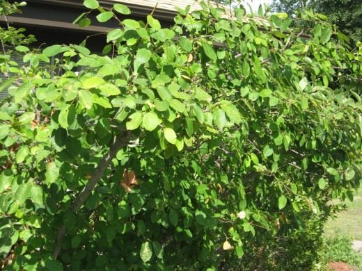 Ирга, или Амеланхиер (Amelanchier)