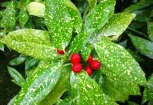 Аукуба — золотое дерево - Комнатные растения Плоды Аукубы японской