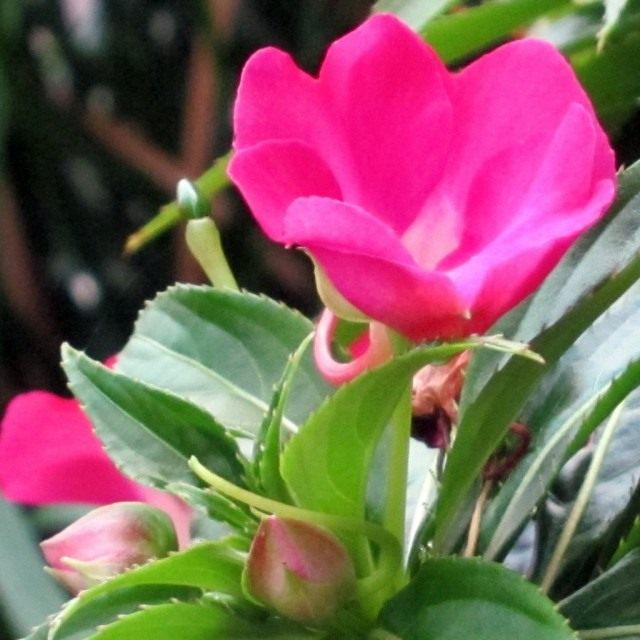 Бальзамин, Недотрога, Ванька-мокрый, или Огонёк (Impatiens) Бальзамин, Недотрога, Ванька-мокрый, или Огонёк (Impatiens)