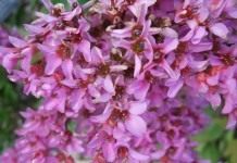 Выращивание и уход за баданами - Цветник и ландшафт Цветы Бадана