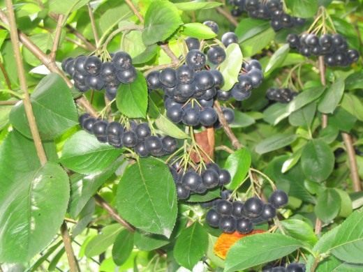 Арония черноплодная, или черноплодная рябина (Black Chokeberry)