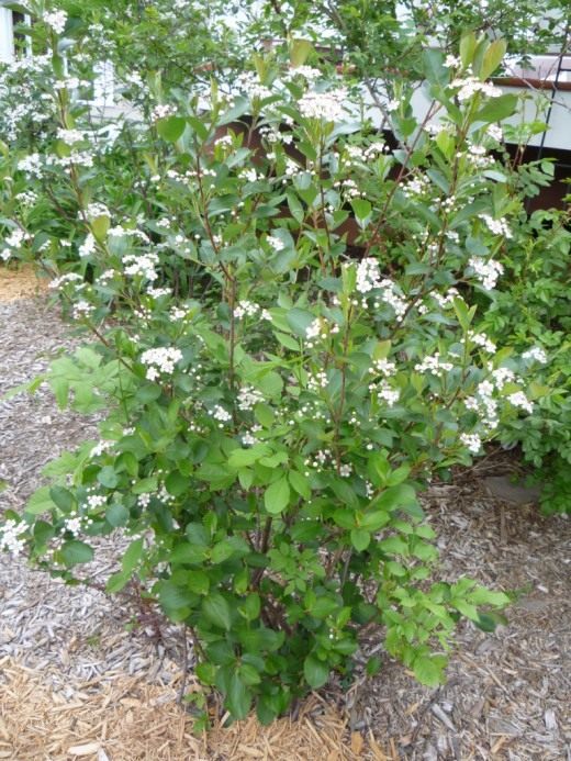 Арония черноплодная, или черноплодная рябина (Black Chokeberry)