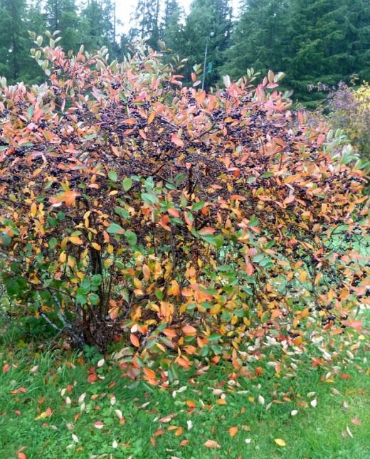 Арония черноплодная, или черноплодная рябина (Black Chokeberry)