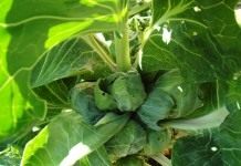 Оригинальная и полезная - Сад и огород