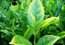 Родич Камелии - Комнатные растения