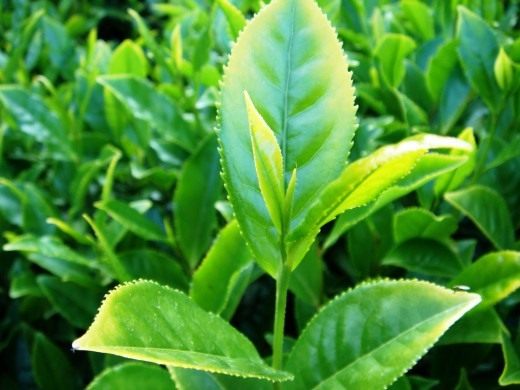 Чайный куст (Camellia sinensis)