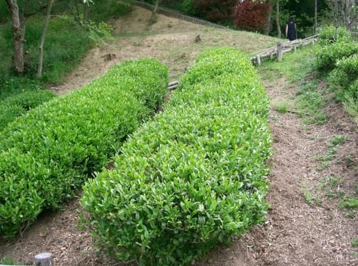 Чайный куст (Camellia sinensis)