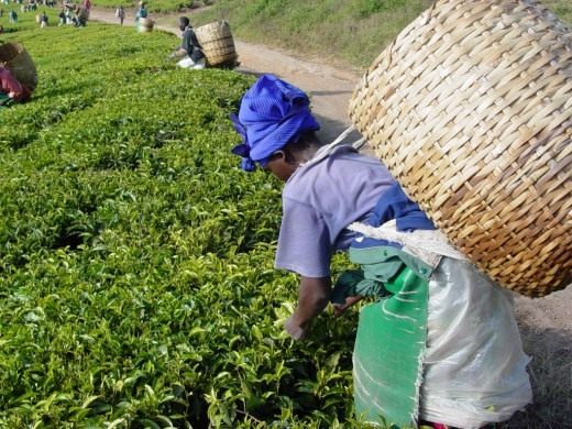 Сбор чайного листа на плантации (Tea plantation picking)