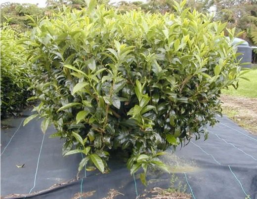 Чайный куст (Camellia sinensis)