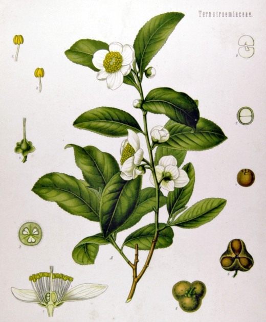 Чайный куст (Camellia sinensis)