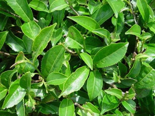 Чайный куст (Camellia sinensis)