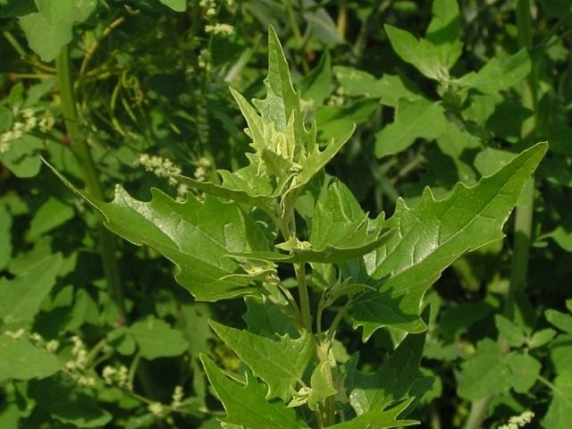 Марь многолистная, Жминда (Chenopodium foliosum). Другие названия: жминда обыкновенная; земляничный шпинат; шпинат-малина; шпинат многолистный Марь многолистная, Жминда (Chenopodium foliosum). Другие названия: жминда обыкновенная; земляничный шпинат; шпинат-малина; шпинат многолистный