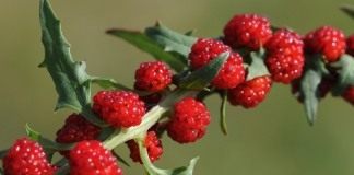 Марь многолистная, Жминда, земляничный шпинат (Chenopodium capitatum)