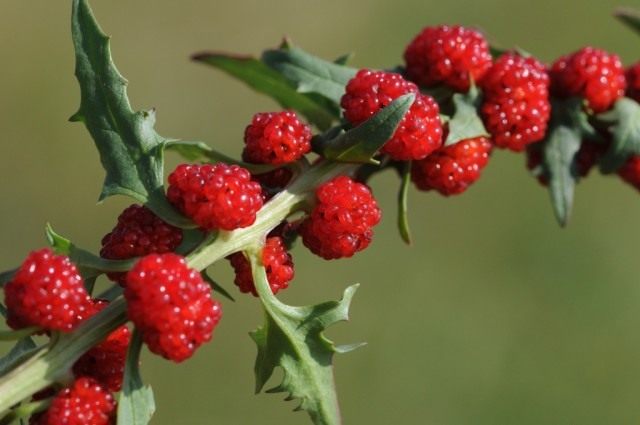 Марь многолистная, Жминда, земляничный шпинат (Chenopodium capitatum) Марь многолистная, Жминда, земляничный шпинат (Chenopodium capitatum)