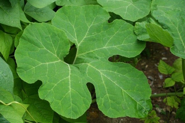 Фицефалия или тыква фиголистная (Cucurbita ficifolia or Chilacayote) Фицефалия или тыква фиголистная (Cucurbita ficifolia or Chilacayote)