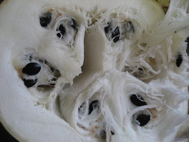 Фицефалия или тыква фиголистная (Cucurbita ficifolia or Chilacayote) Фицефалия или тыква фиголистная (Cucurbita ficifolia or Chilacayote)