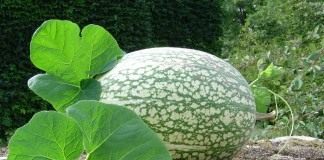 Фицефалия или тыква фиголистная (Cucurbita ficifolia or Chilacayote)