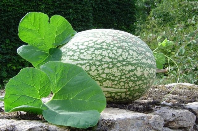 Фицефалия или тыква фиголистная (Cucurbita ficifolia or Chilacayote) Фицефалия или тыква фиголистная (Cucurbita ficifolia or Chilacayote)