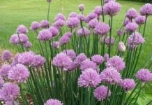 Лук-резанец, или шнитт-лук — полезный красавец - Сад и огород Лук скорода, или шнитт-лук