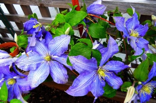 Клематис или ломонос (Clematis)