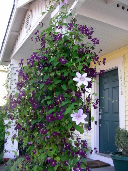 Клематис или ломонос (Clematis)