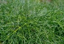 Укроп (лат. Anethum graveolens)