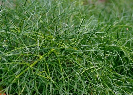 Укроп (Dill)