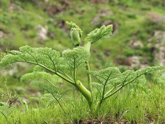 Укроп (лат. Anethum graveolens) Укроп (лат. Anethum graveolens)