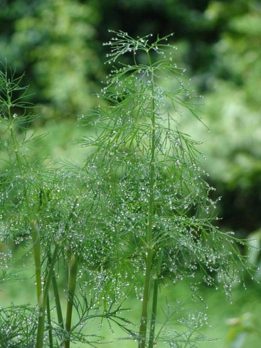 Укроп (Dill)