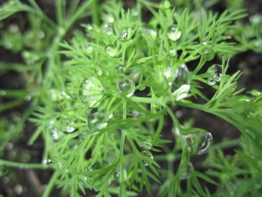 Укроп (Dill)