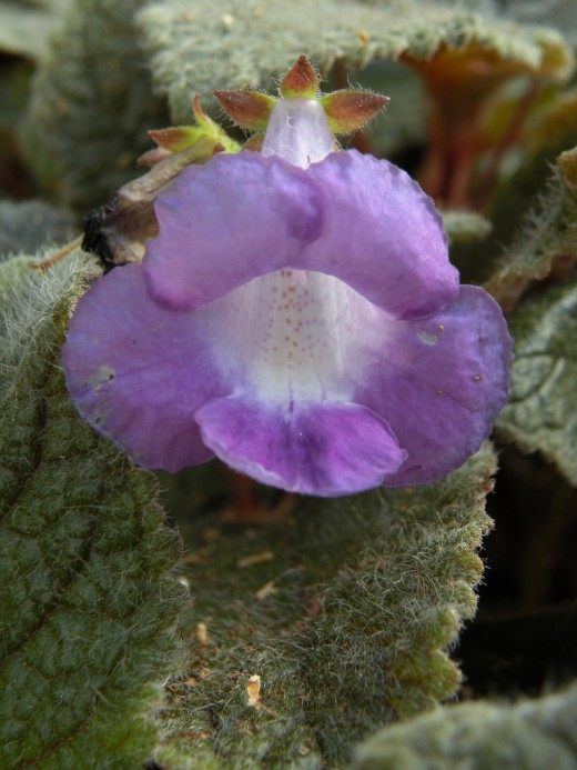 Эукодония (Eucodonia)
