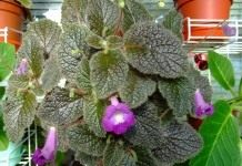 Эукодония – зимние колокольчики - Комнатные растения